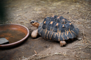 turtle on the ground