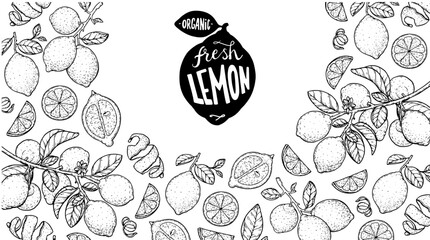 Lemon fruit hand drawn design. Vector illustration. Design, package, brochure illustration. Lemon fruit frame illustration. Design elements for packaging design and other.