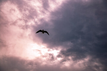 Lonely seagull fly against dramatic cloudy sky, copy space 