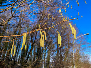 Haselnuss Strauch mit männlichen Blüten Kätzchen im Winter