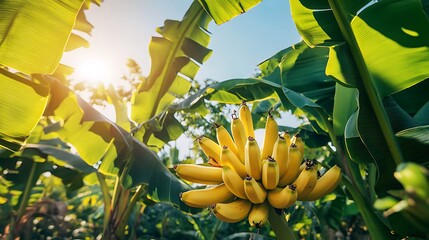 A bunch of ripe yellow bananas growing on a banana tree with green leaves against a sunny blue sky.