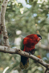 Red parrot sitting in tree eating Lorius domicella