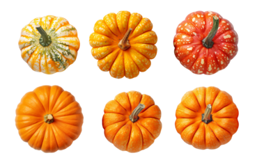 Set of many fresh orange pumpkins