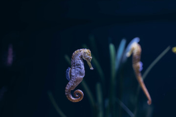 seahorse underwater close up portrait
