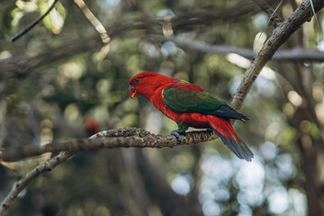 Red parrot sitting in tree eating Lorius domicella