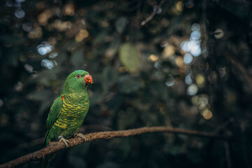 Colorful parrots sitting on a tree branch in the Tenerife Zoo
