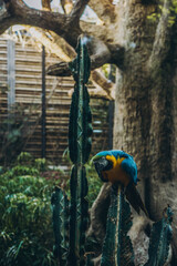 Big Blue Macaw Blue-and-gold. Tropical and exotic birds. Parrots in a zoo in Tenerife