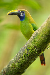 Emerald toucanet or northern emerald toucanet (Aulacorhynchus prasinus) is a species of near-passerine bird in the family Ramphastidae occurring in mountainous regions of Mexico and Central America