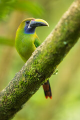 Emerald toucanet or northern emerald toucanet (Aulacorhynchus prasinus) is a species of near-passerine bird in the family Ramphastidae occurring in mountainous regions of Mexico and Central America