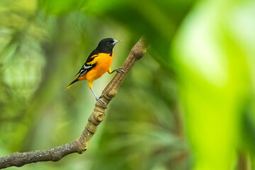 Baltimore oriole (Icterus galbula) is a small icterid blackbird common in eastern North America as a migratory breeding bird.