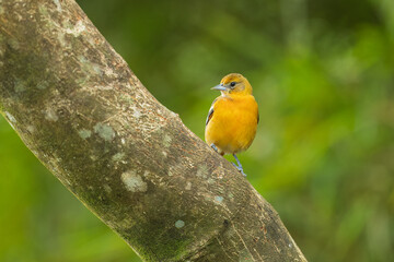 Bullock's Oriole Bird Close-up Perched on a Branch 