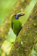 Emerald toucanet or northern emerald toucanet (Aulacorhynchus prasinus) is a species of near-passerine bird in the family Ramphastidae occurring in mountainous regions of Mexico and Central America © Miroslav Srb