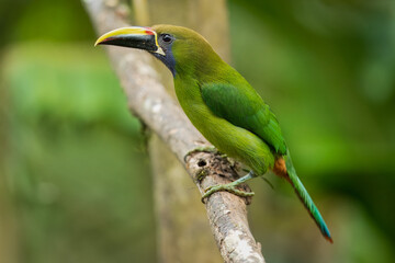 Emerald toucanet or northern emerald toucanet (Aulacorhynchus prasinus) is a species of near-passerine bird in the family Ramphastidae occurring in mountainous regions of Mexico and Central America