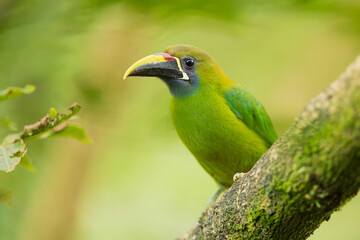 Emerald toucanet or northern emerald toucanet (Aulacorhynchus prasinus) is a species of near-passerine bird in the family Ramphastidae occurring in mountainous regions of Mexico and Central America