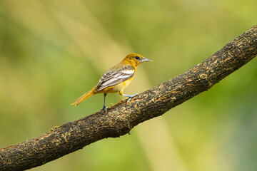 Bullock's Oriole Bird Close-up Perched on a Branch 