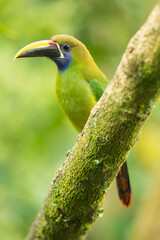 Emerald toucanet or northern emerald toucanet (Aulacorhynchus prasinus) is a species of near-passerine bird in the family Ramphastidae occurring in mountainous regions of Mexico and Central America