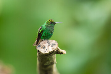 Portrait he coppery-headed emerald (Microchera cupreiceps) is a small hummingbird endemic to Costa Rica.