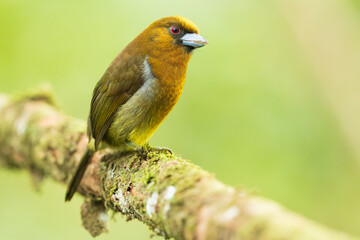 Portrait the prong-billed barbet (Semnornis frantzii) is a distinctive, relatively large-billed bird native to humid highland forest of Costa Rica and western Panama. 