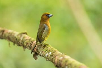 Portrait the prong-billed barbet (Semnornis frantzii) is a distinctive, relatively large-billed bird native to humid highland forest of Costa Rica and western Panama. 