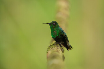 Portrait he coppery-headed emerald (Microchera cupreiceps) is a small hummingbird endemic to Costa Rica.