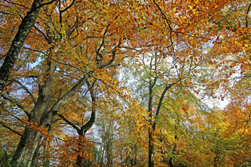 Decoy Country Park, Devon in Autumn	