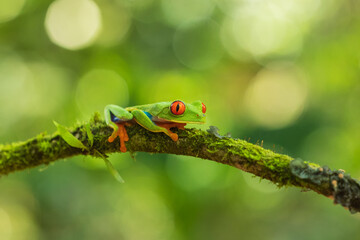 Red-eyed tree frog has red eyes with vertically narrowed pupils. It has a vibrant green body with yellow and blue, vertically striped sides. Its webbed feet and toes are orange or red. 