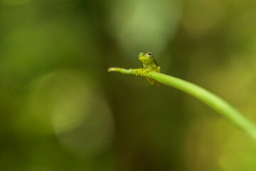 Centrolene prosoblepon is a species of frog in the family Centrolenidae, commonly known as the emerald glass frog or Nicaragua giant glass frog. 