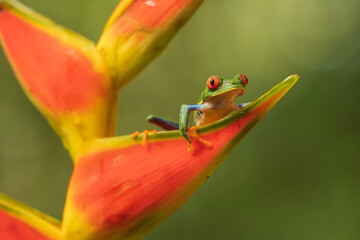 Red-eyed tree frog has red eyes with vertically narrowed pupils. It has a vibrant green body with yellow and blue, vertically striped sides. Its webbed feet and toes are orange or red. 