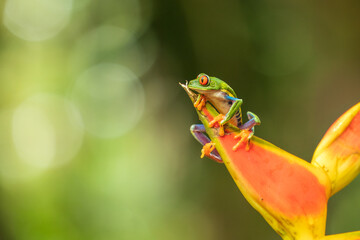 Red-eyed tree frog has red eyes with vertically narrowed pupils. It has a vibrant green body with yellow and blue, vertically striped sides. Its webbed feet and toes are orange or red. 