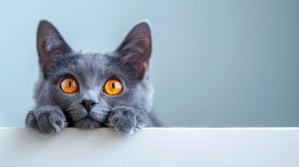 Obraz premium A curious gray cat with bright orange eyes peeking over a white surface.