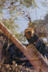 Beautiful black crested monkey sitting on a branch in Zoo in Tenerife