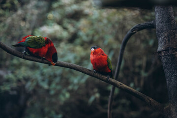 Red parrot sitting in tree eating Lorius domicella