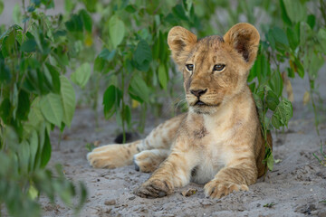 Lion cub hanging around in the vegatation of the riverfront in the Chobe National Park  in Botswana