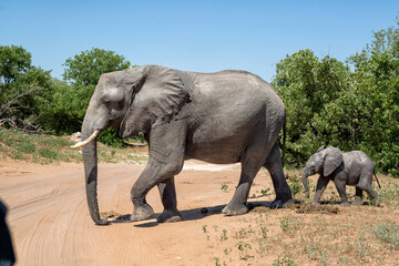 Close encounter with an Elephant mother and her calf at the Chobe riverfront in Chobe National Park in Botswana