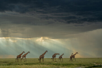 Tower of giraffe walking in the late hot summer in Etosha National Park © henk bogaard