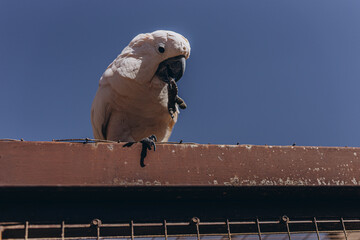 White Cockatoo, Umbrella Cockatoo, standing in Tenerife