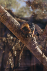 Beautiful black crested monkey sitting on a branch in Zoo in Tenerife