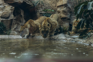 African lionesse and lion in the zoo lying down stock footage in good quality
