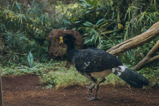The great curassow Crax rubra, close up shot