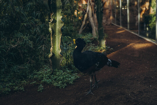 The great curassow Crax rubra, close up shot