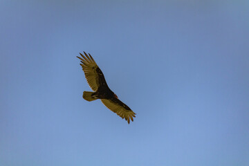 Turkey Vulture Soar