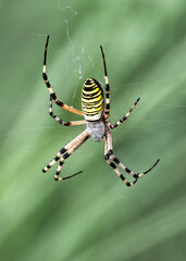 Wasp Spider (Argiope bruennichi)