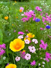 Wildflowers