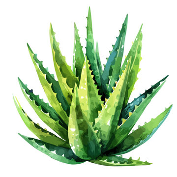 recommend clip art: Watercolor vector of aloe vera, isolated on a white background, and aloe vera vector