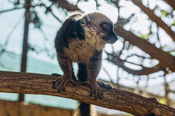 lemur with raised tail on a blurred background