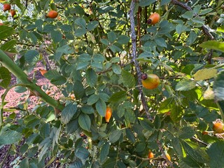 Rosehip, Rosa canina freshly ripened orange berries on the branch close-up. Unripe fruits of Rosa Canina wild bush. Commonly known as the dog rose.
