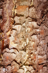 the texture of the bark of an old coniferous tree