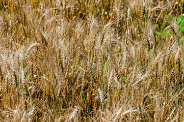 Fototapeta premium Wheat Growing In An Urban Field In Early July In Wisconsin