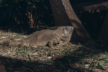 Galapagos Land Iguana - yellow land iguana in Tenerife.Close up of male land iguana
