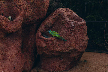 Colorful parrots sitting on a tree branch in the Tenerife Zoo